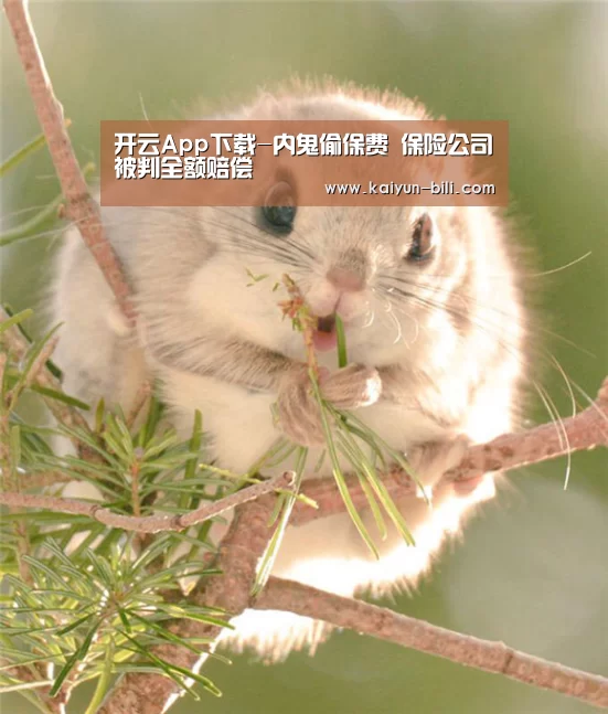 开云App下载